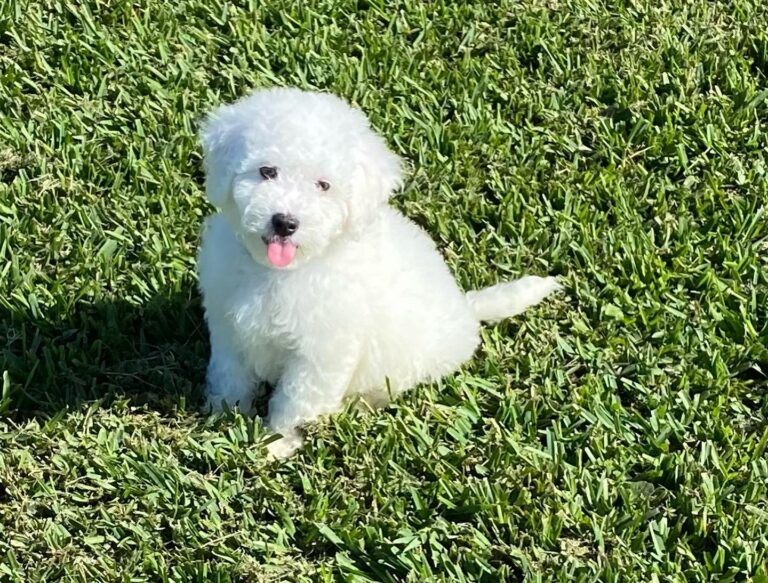 Bichon Frisé