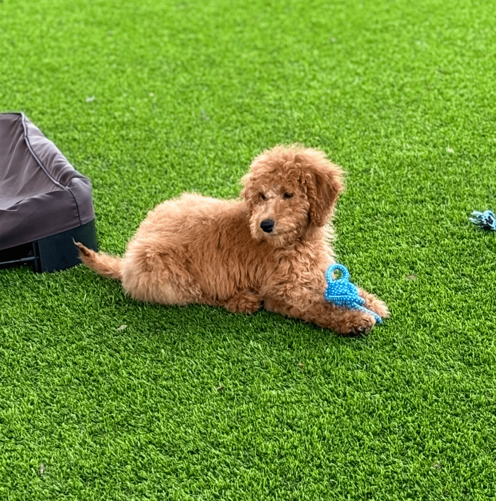 Goldendoodle