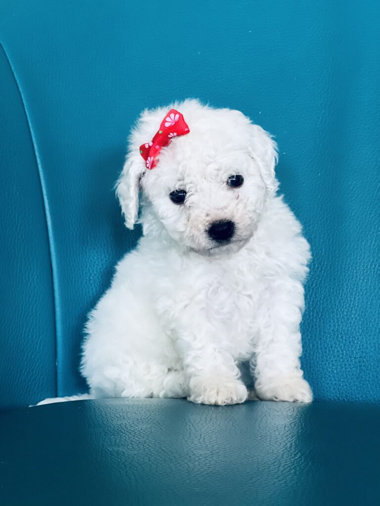 Bichon Frisé