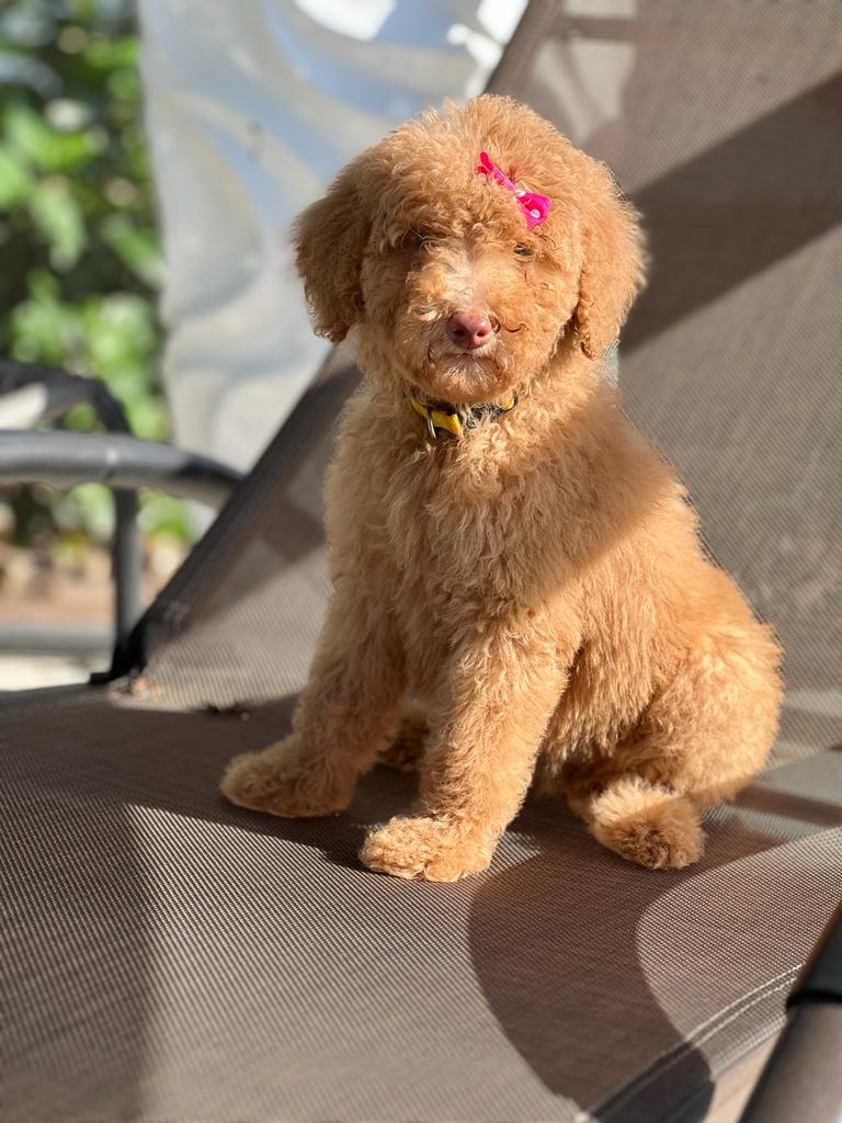 Poodle