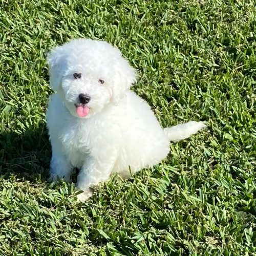 Bichon Frisé
